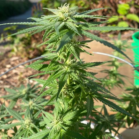 Special Kush #1 growlog timeline photo