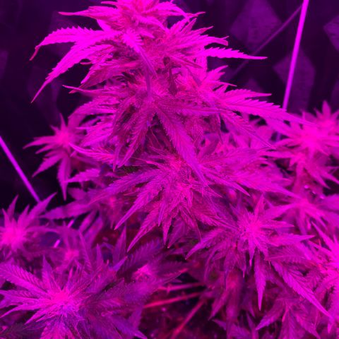 Special Kush #1 growlog timeline photo