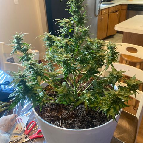 Special Kush #1 growlog timeline photo