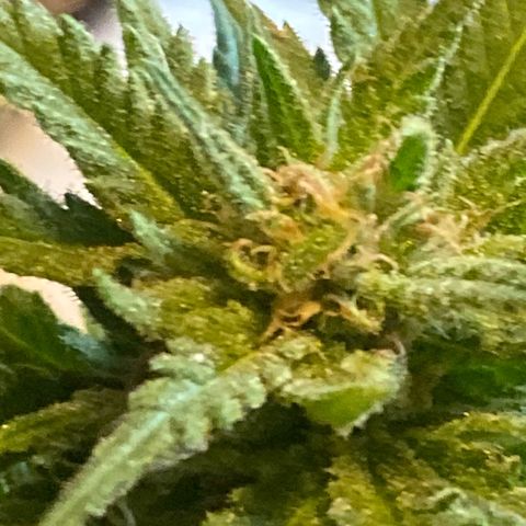 Special Kush #1 growlog timeline photo