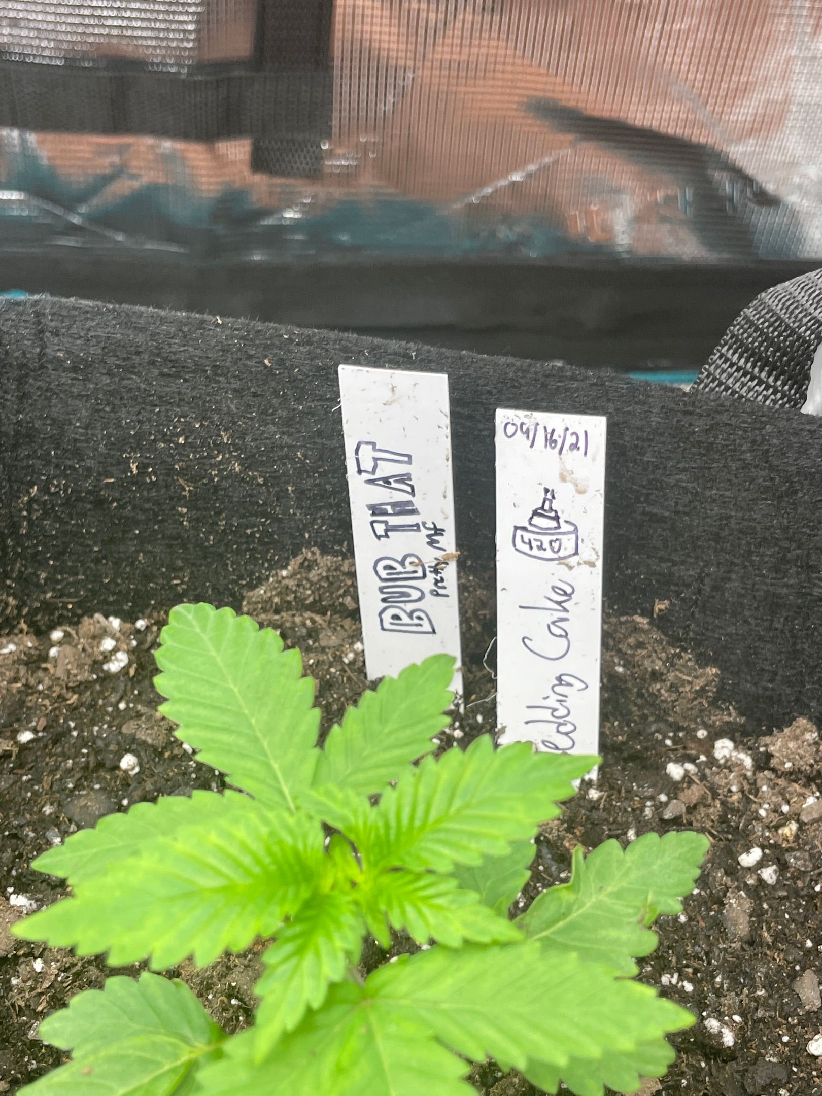 Bub that Pretty MF growlog header