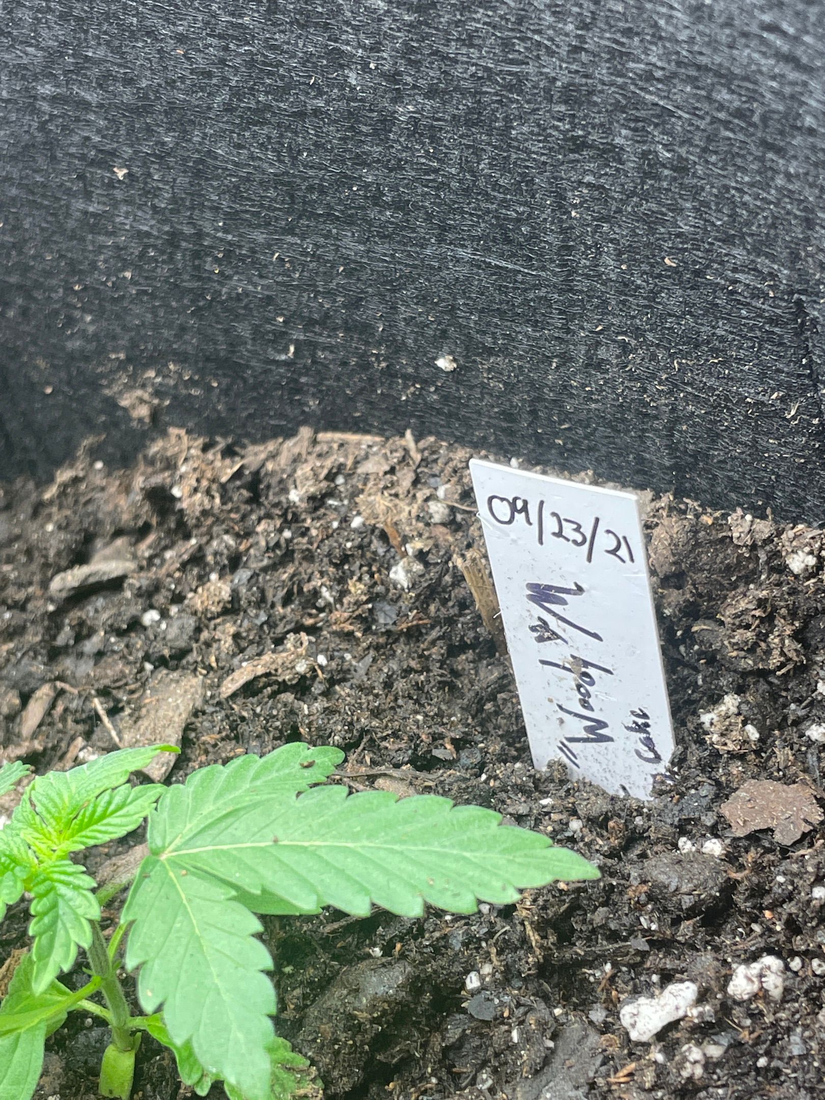 Woody growlog header