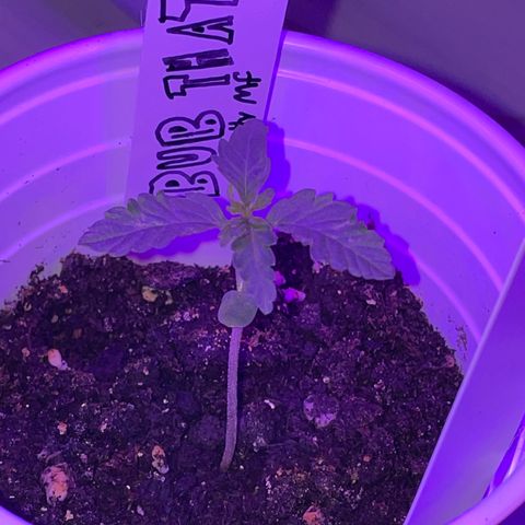 Bub that Pretty MF growlog photo: Continuing to grow nicely 