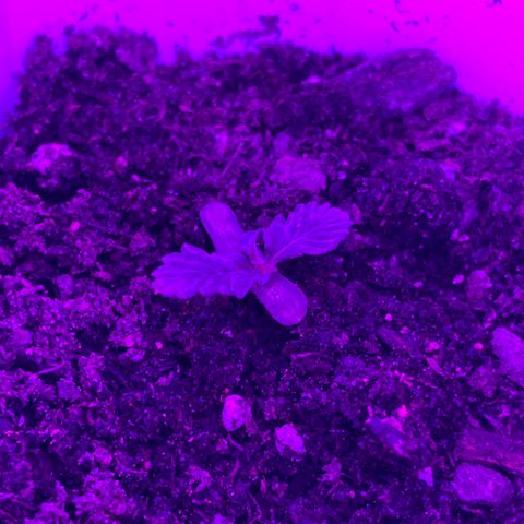 Woody growlog photo: Second leaves have grown since yesterday but still no growth in vertical height