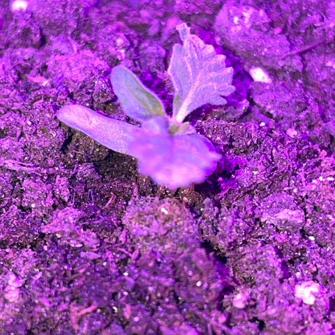 Woody growlog timeline photo