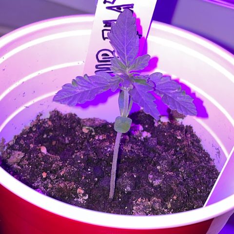 Bub that Pretty MF growlog photo: growing like a manic 