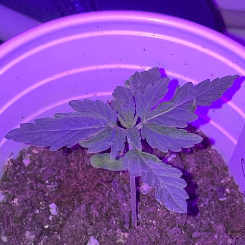 Bub that Pretty MF growlog timeline photo