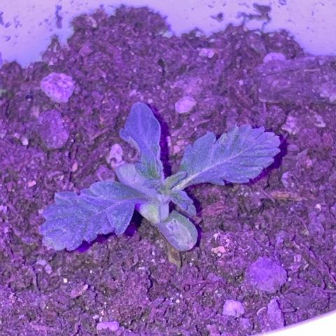 Woody growlog timeline photo