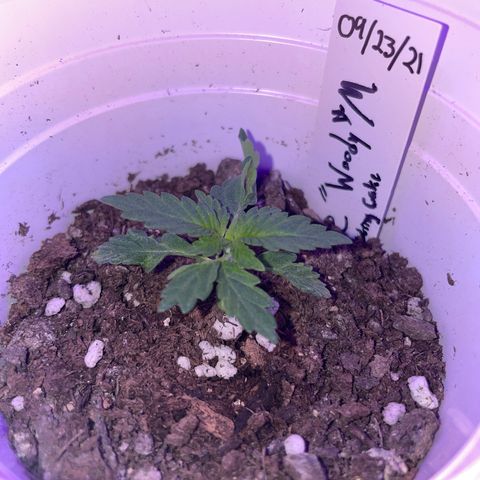 Woody growlog timeline photo