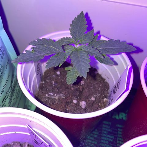 Bub that Pretty MF growlog timeline photo