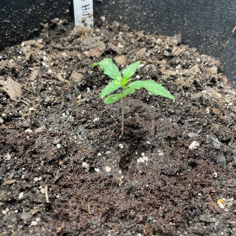 Blueberry Hill growlog timeline photo