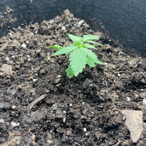 Woody growlog timeline photo