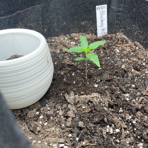 Blueberry Hill growlog timeline photo