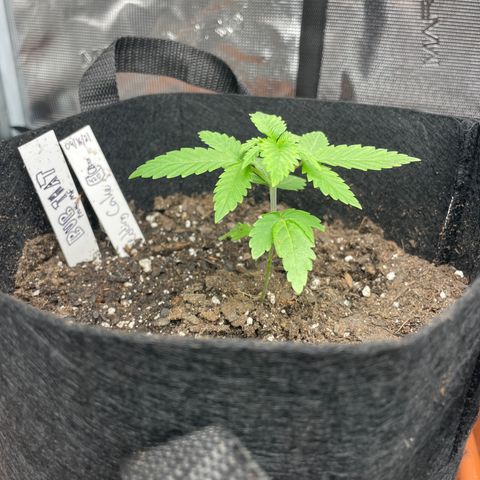 Bub that Pretty MF growlog timeline photo