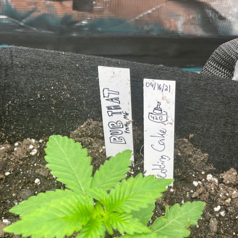 Bub that Pretty MF growlog timeline photo