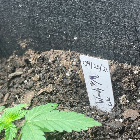 Woody growlog timeline photo