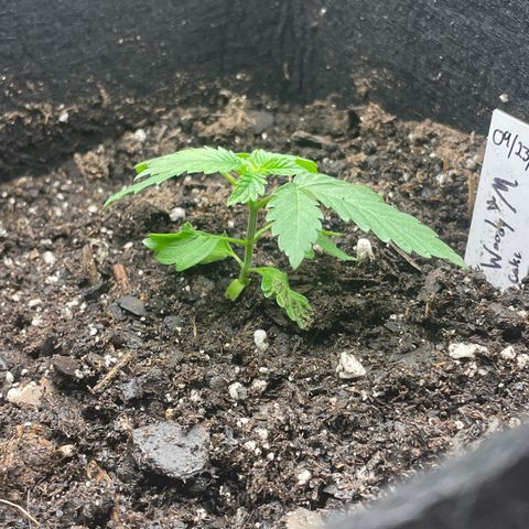 Woody growlog timeline photo