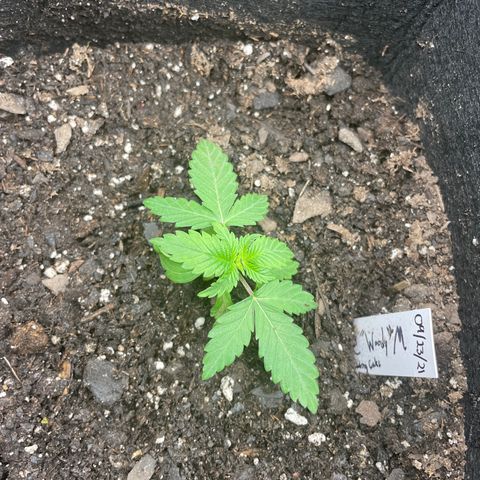 Woody growlog timeline photo