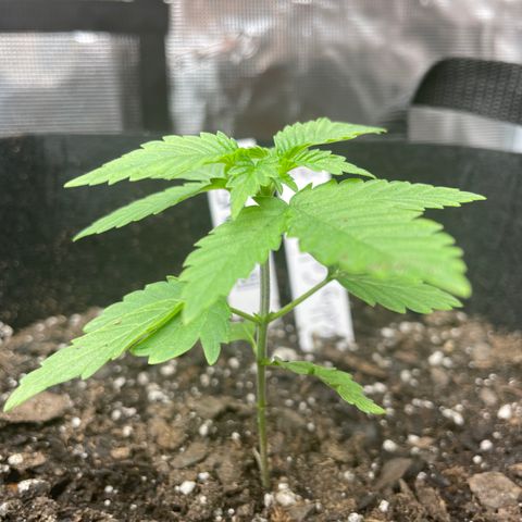 Bub that Pretty MF growlog timeline photo