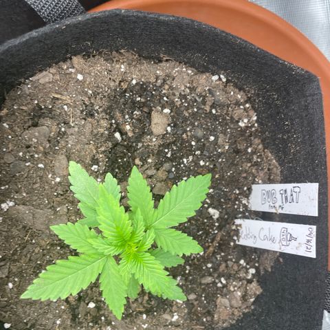 Bub that Pretty MF growlog timeline photo