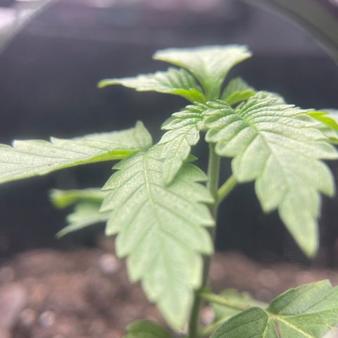 Bub that Pretty MF growlog timeline photo