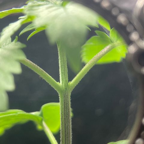 Bub that Pretty MF growlog timeline photo