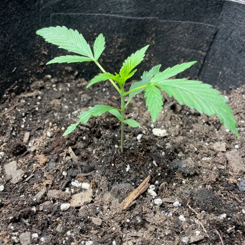 Blueberry Hill growlog timeline photo