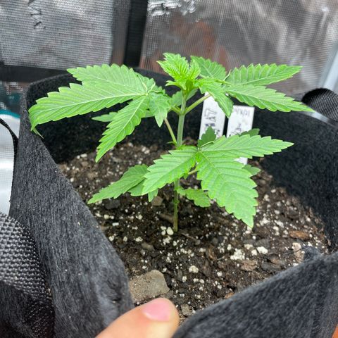 Bub that Pretty MF growlog photo: HOLY SHIT THIS MF GREW