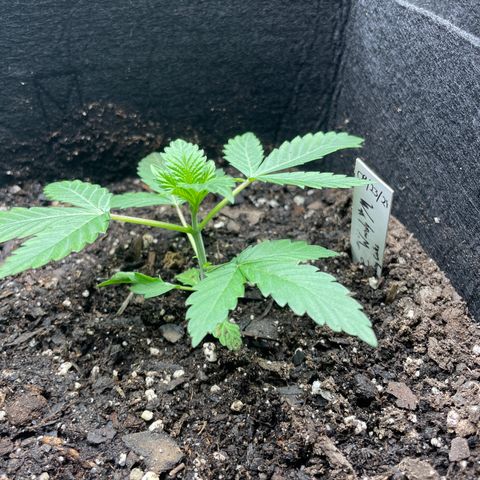 Woody growlog timeline photo