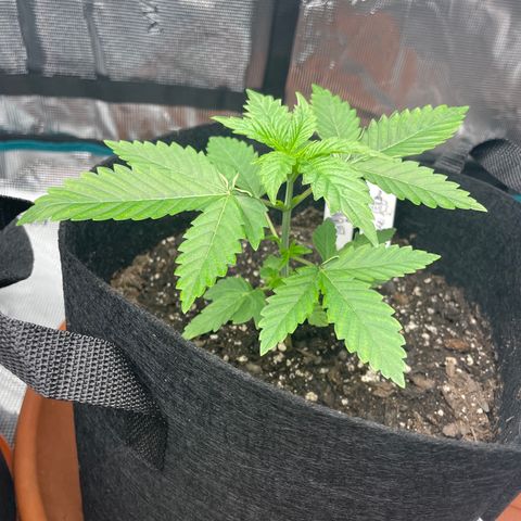 Bub that Pretty MF growlog timeline photo