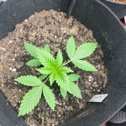 Woody growlog timeline photo