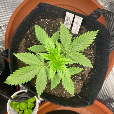 Bub that Pretty MF growlog timeline photo