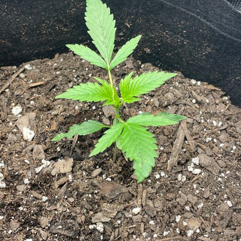 Blueberry Hill growlog timeline photo