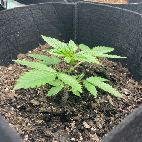 Woody growlog timeline photo