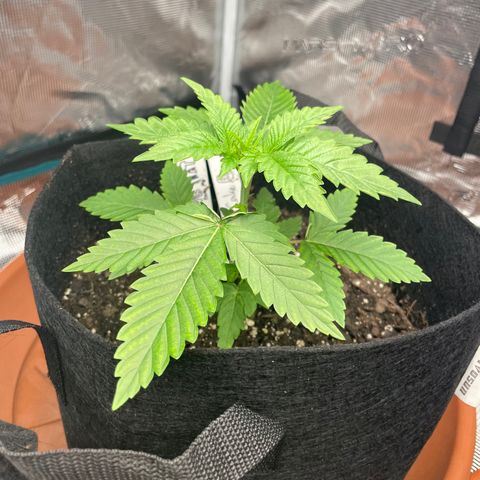 Bub that Pretty MF growlog timeline photo