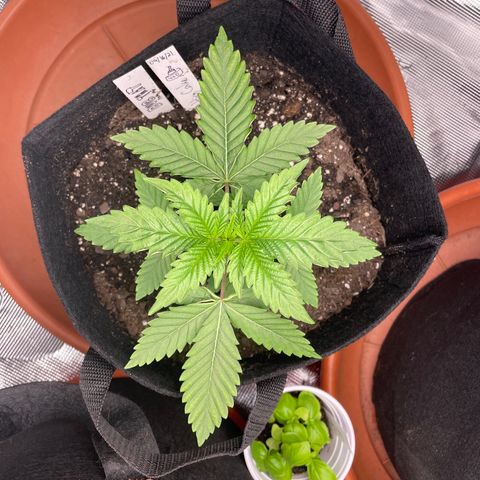 Bub that Pretty MF growlog timeline photo