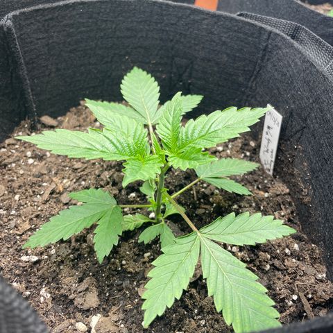 Woody growlog timeline photo