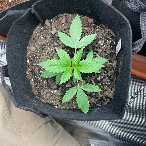 Woody growlog timeline photo