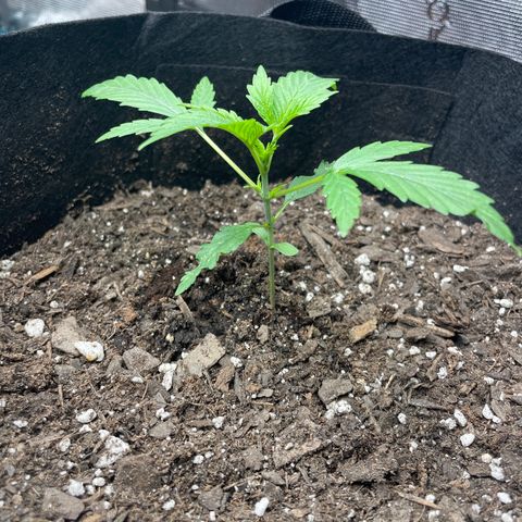 Blueberry Hill growlog timeline photo