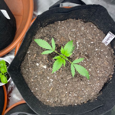 Blueberry Hill growlog timeline photo