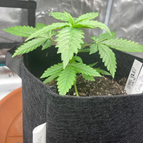 Bub that Pretty MF growlog timeline photo