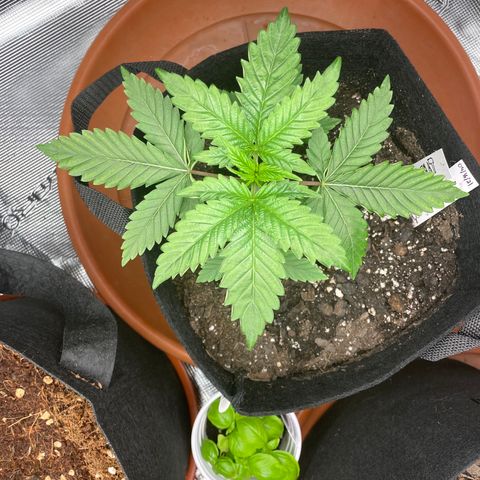 Bub that Pretty MF growlog timeline photo