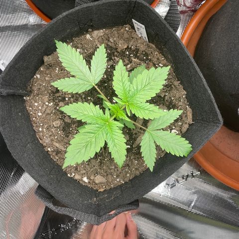 Woody growlog timeline photo