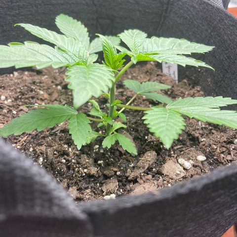 Woody growlog timeline photo