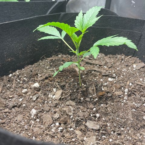 Blueberry Hill growlog timeline photo