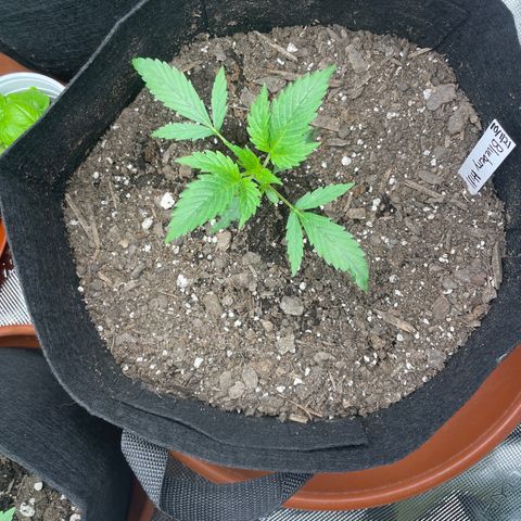 Blueberry Hill growlog timeline photo