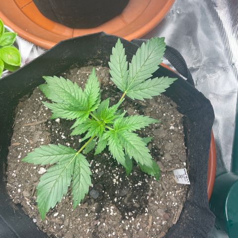 Blueberry Hill growlog timeline photo