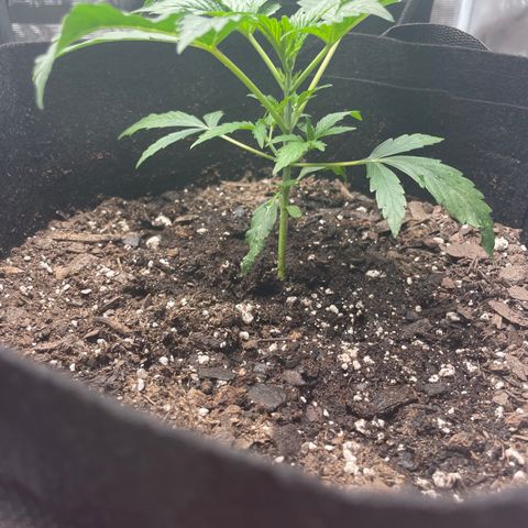 Blueberry Hill growlog timeline photo