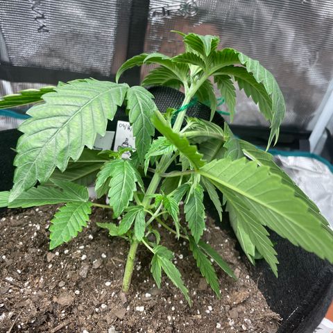 Bub that Pretty MF growlog timeline photo