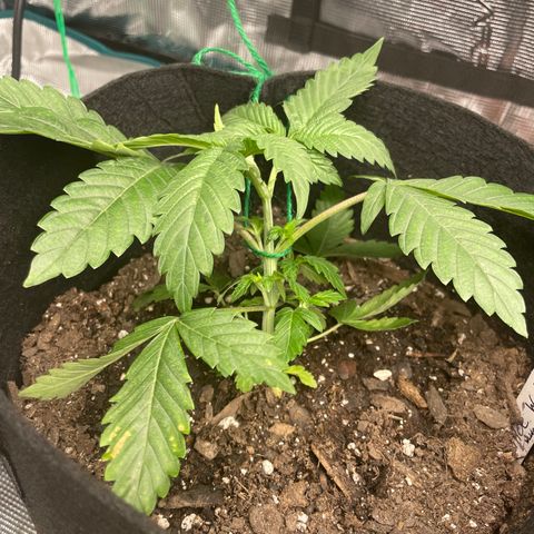 Woody growlog timeline photo